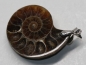 Preview: Anhänger Fossil Schneckenhaus