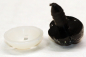 Preview: Sicherheitsnase 18,5 mm x 13,8 mm Hund hart schwarz Glitter mit Sicherheitsscheibe