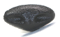 Preview: Sicherheitsnase 14 mm x 7,5 mm Gazelle hart schwarz mit Sicherheitsscheibe