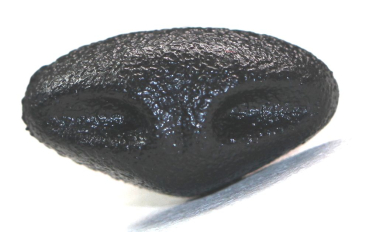 Sicherheitsnase 14 mm x 7,5 mm Gazelle hart schwarz mit Sicherheitsscheibe