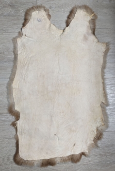 Kaninchenfell Rexkanin Gelbrex Nr. 42