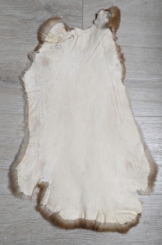 Kaninchenfell Rexkanin Gelbrex Nr. 53