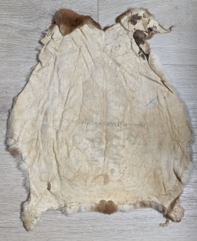 Kaninchenfell Rexkanin Gelbrex Nr. 68