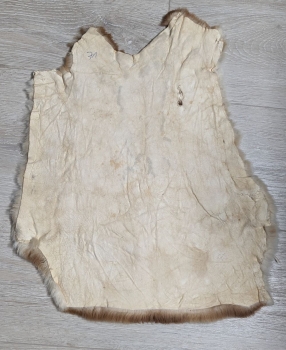 Kaninchenfell Rexkanin Gelbrex Nr. 71