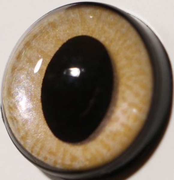 1 Paar Sicherheitsaugen ovale Pupillen zartbeige schimmernd verschiedenfarbige Iris