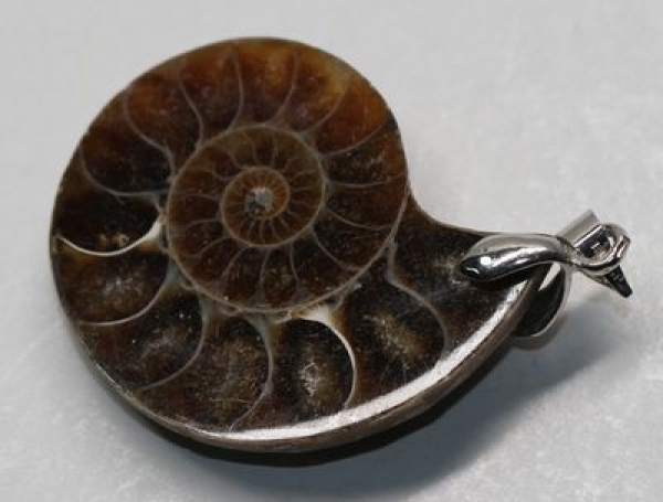 Anhänger Fossil Schneckenhaus