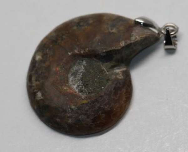 Anhänger Fossil Schneckenhaus