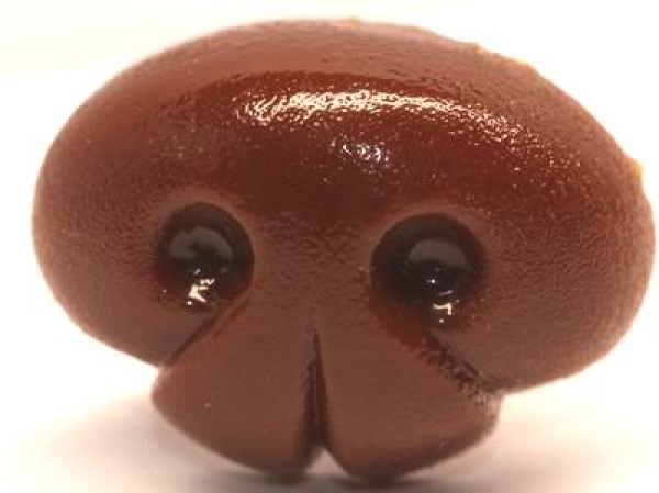 Sicherheitsnase 18 mm x 14 mm Hund hart braun glänzend mit Sicherheitsscheibe