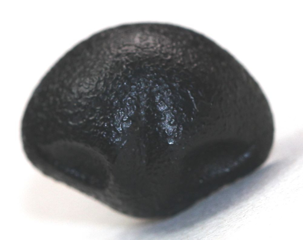 Sicherheitsnase 14 mm x 11 mm Wombat hart schwarz mit Sicherheitsscheibe