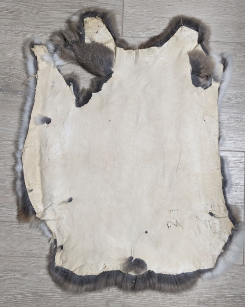 Kaninchenfell Rexkanin hellgrau weiß Nr. 7