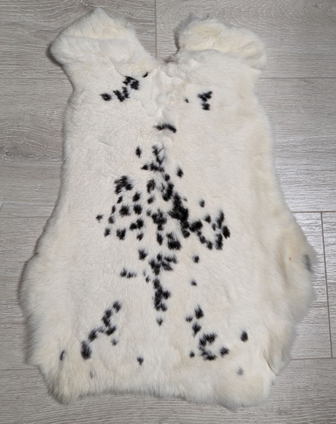 Kaninchenfell Rexkanin Dalmatiner Nr. 31