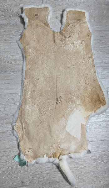 Kaninchenfell Rexkanin Dalmatiner Nr. 35
