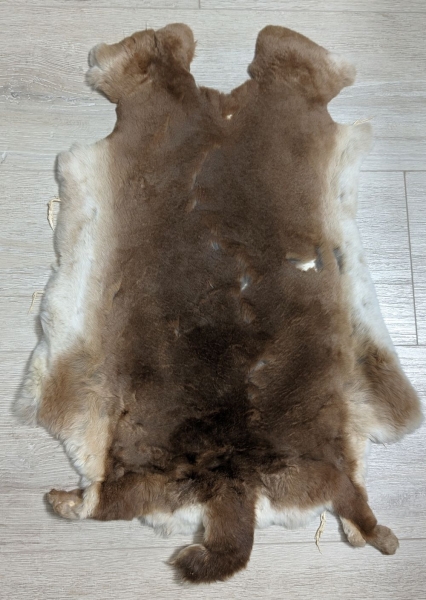 Kaninchenfell Rexkanin Gelbrex Nr. 51