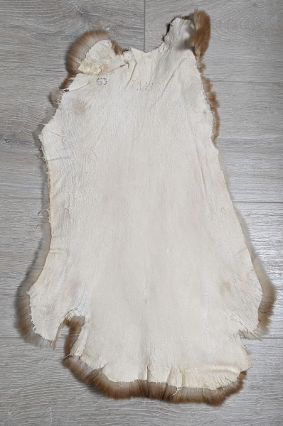 Kaninchenfell Rexkanin Gelbrex Nr. 53