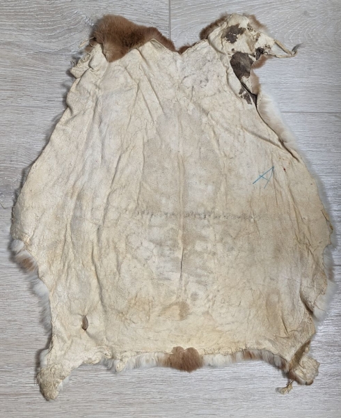 Kaninchenfell Rexkanin Gelbrex Nr. 68