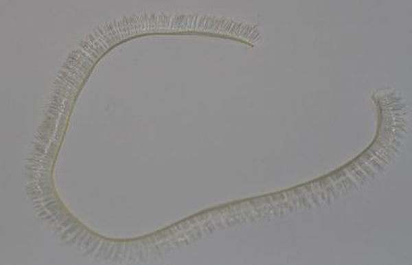 1 Stück Wimpernlitze Wimpern Kunsthaar hellgelb ca. 19,5 cm x 8 mm