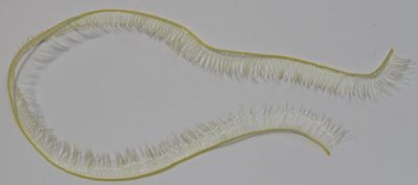 1 Stück Wimpernlitze Wimpern Kunsthaar gelb ca. 19,5 cm x 8 mm