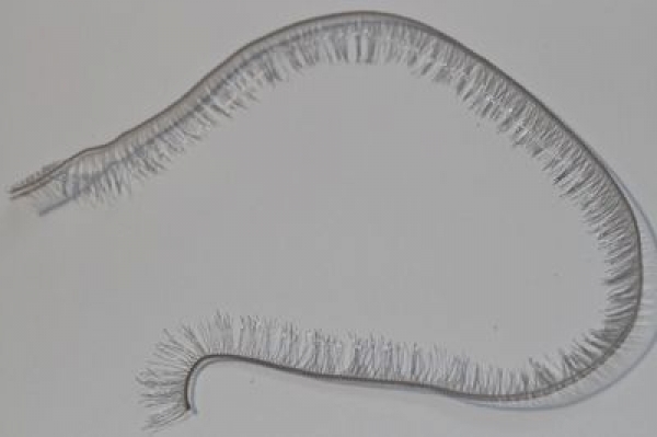 1 Stück Wimpernlitze Wimpern Kunsthaar hellgrau ca. 19,5 cm x 8 mm